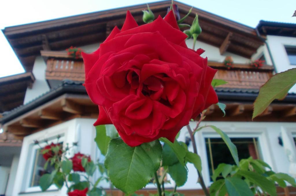 Hotel Viktoria Castelrotto Εξωτερικό φωτογραφία